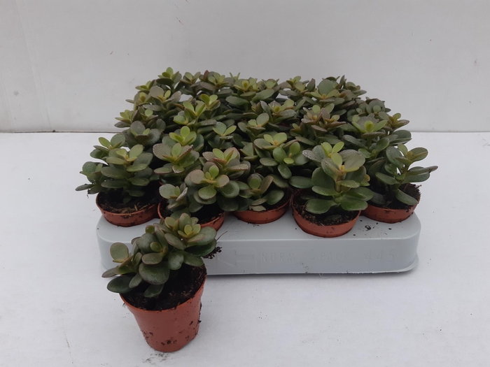 <h4>CRASS MINOR</h4>