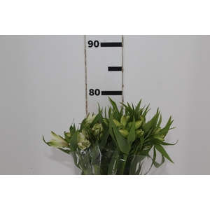 ALSTROEMERIA WHITNEY 080 CM
