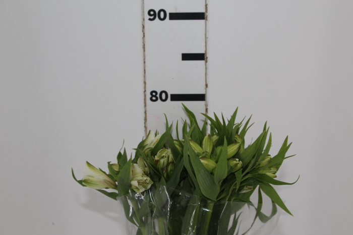 <h4>ALSTROEMERIA WHITNEY 080 CM</h4>