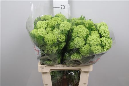 <h4>Viburnum Roseum St 1/2 Bal</h4>