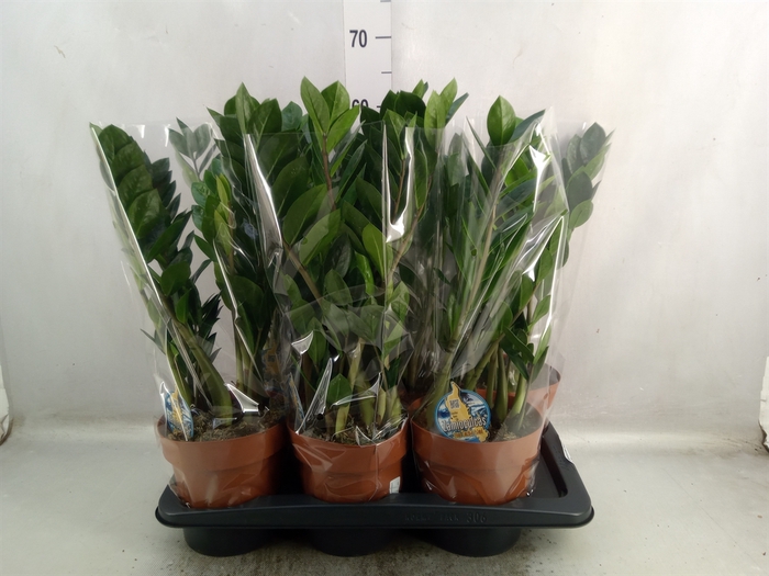 <h4>Zamioculcas zamiifolia</h4>