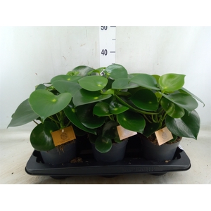 Peperomia polybotrya 'Raindrop'