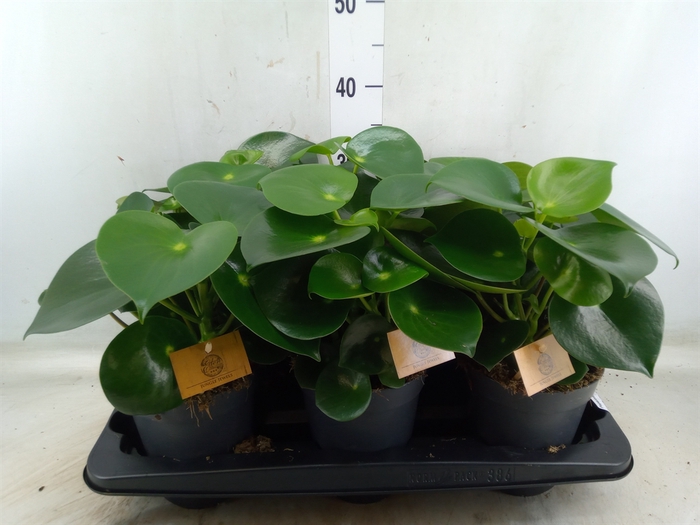 <h4>Peperomia polybotrya 'Raindrop'</h4>