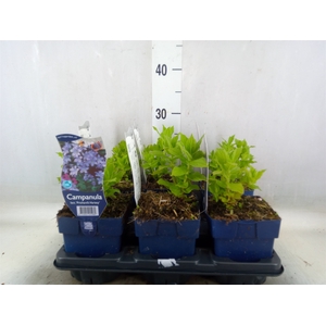 Campanula lact. 'Prichards Variety'
