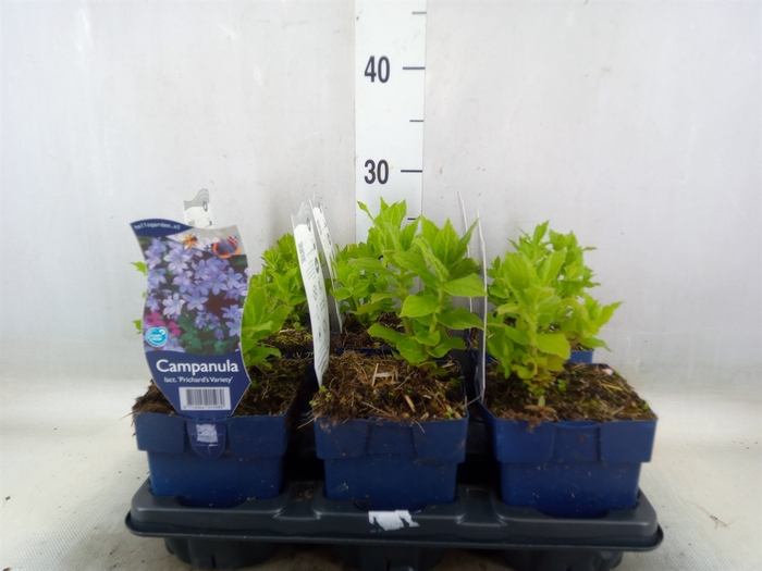 <h4>Campanula lact. 'Prichards Variety'</h4>
