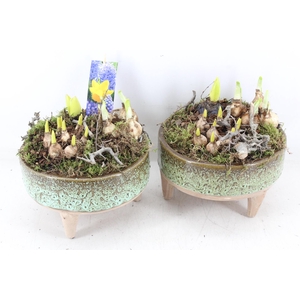 arr4 Bollenmix MB - Ker. schaal pootjes x5