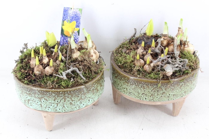 <h4>arr4 Bollenmix MB - Ker. schaal pootjes x5</h4>