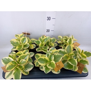 Peperomia obt. 'Obtipan Bicolor'