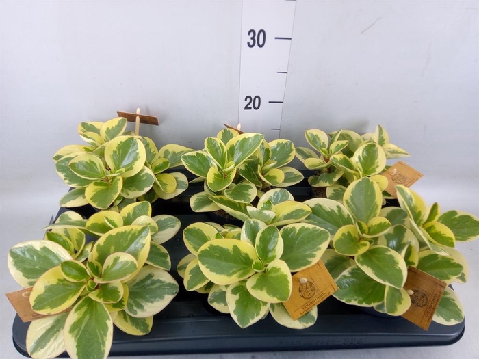 <h4>Peperomia obt. 'Obtipan Bicolor'</h4>