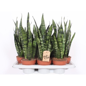 Sansevieria Black Coral