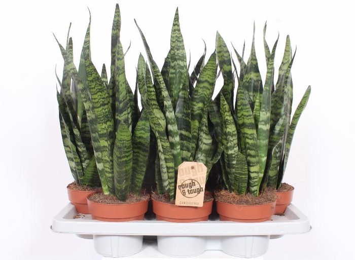 <h4>Sansevieria Black Coral</h4>