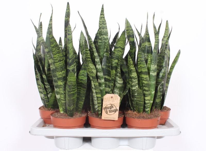 <h4>Sansevieria Black Coral</h4>
