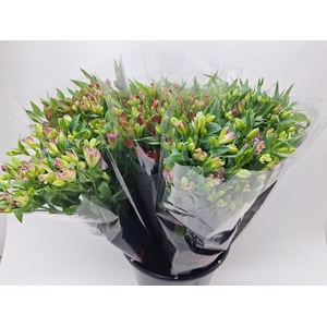 Alstroemeria 'Moving Star'