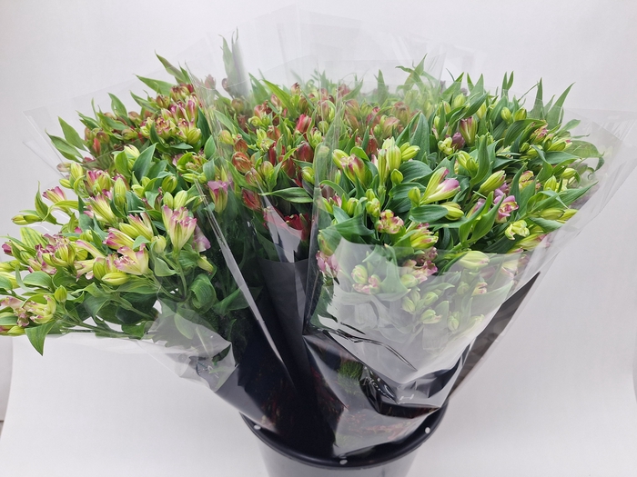 <h4>Alstroemeria Charmelia</h4>