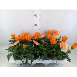 Gazania splen. 'Giant Deep Orange'