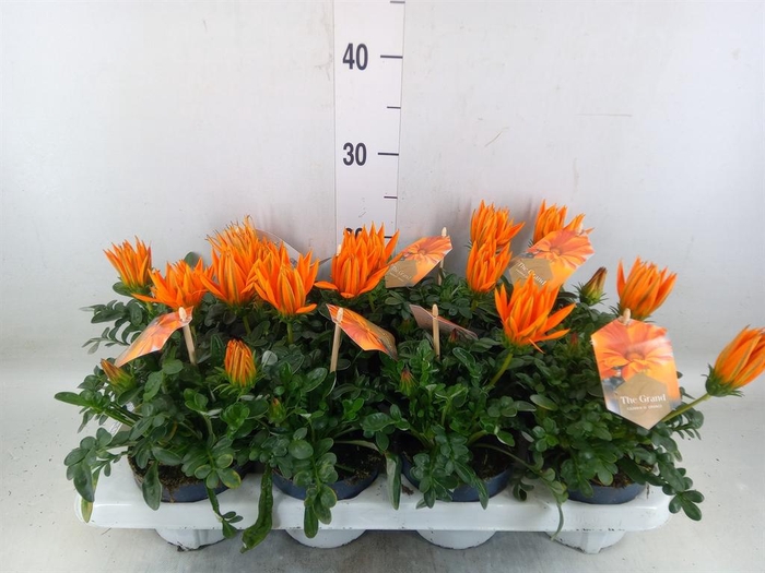 <h4>Gazania splen. 'Giant Deep Orange'</h4>