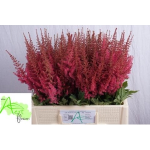 Astilbe Else Schluck Aert