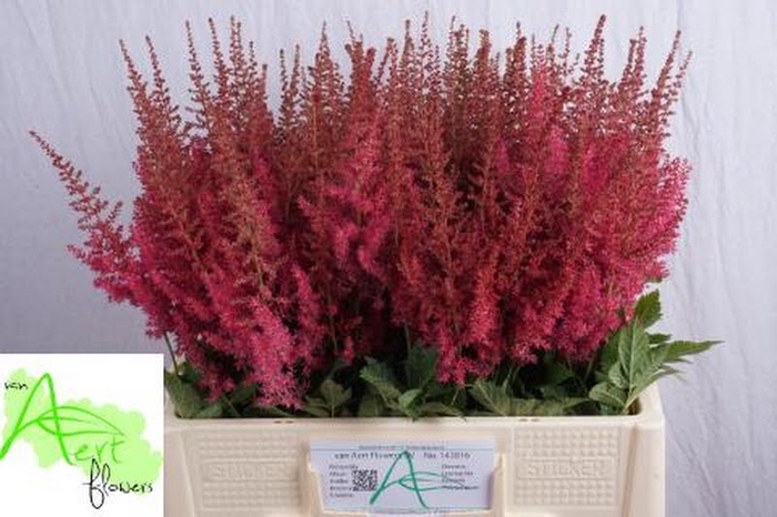 <h4>Astilbe Else Schluck Aert</h4>