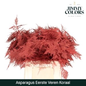 Asparagus 1ste Coral