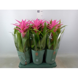 Guzmania  'Suerte Cerise'