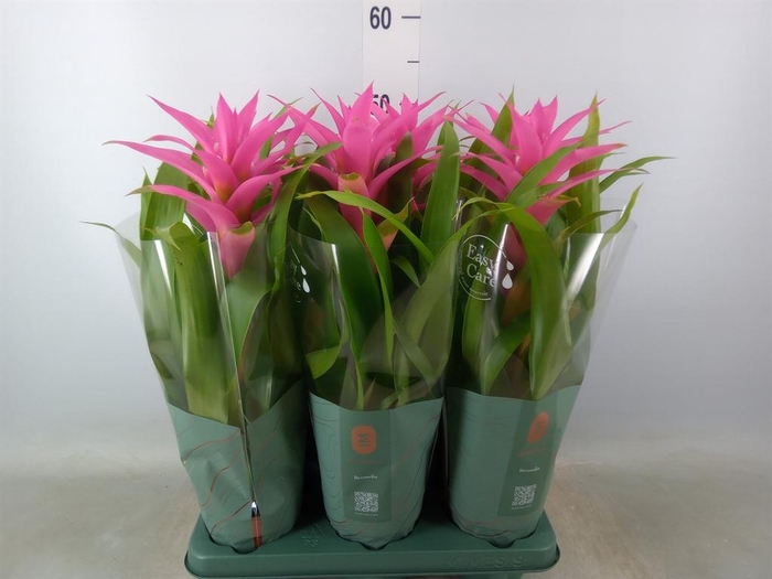<h4>Guzmania  'Suerte Cerise'</h4>