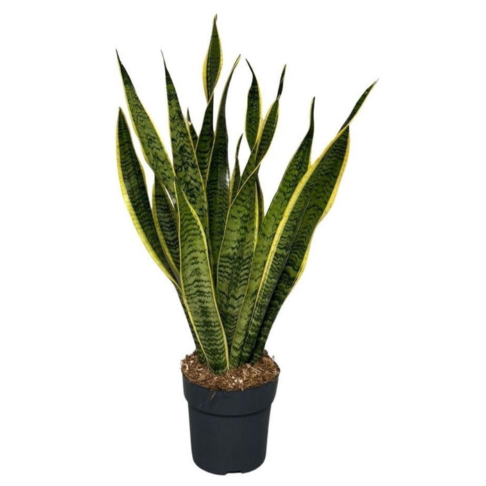 <h4>Sansevieria Laurentii</h4>