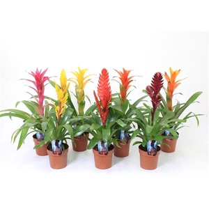 Bromelia variés