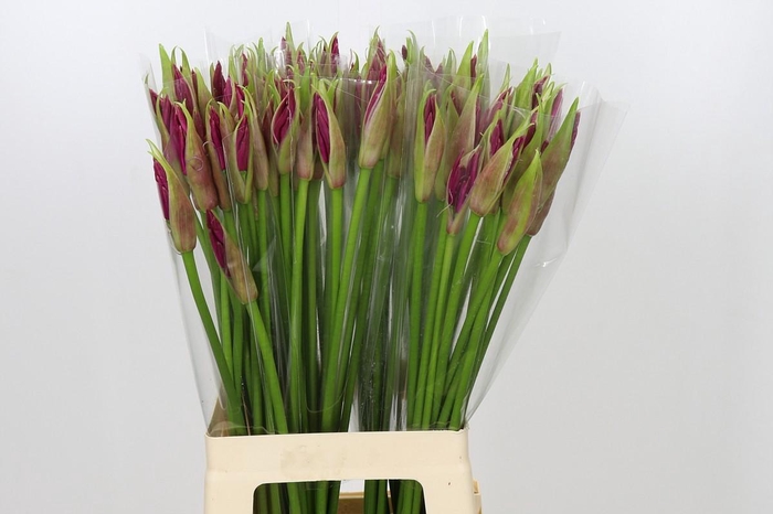 Nerine Mister Nick