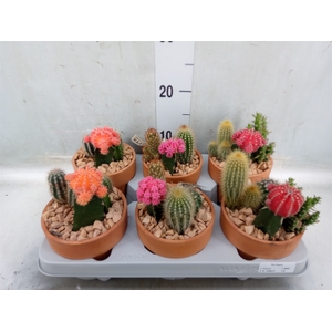 Arr.  Cactus L%