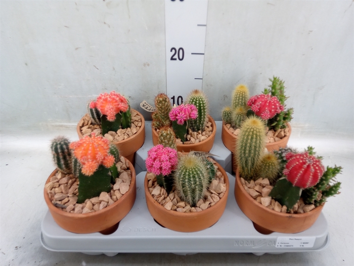 <h4>Arr.  Cactus L%</h4>