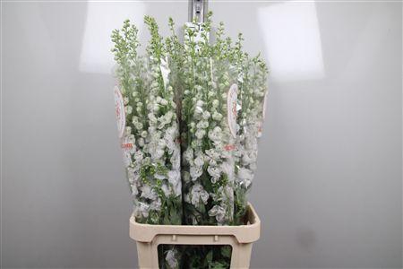 <h4>Delph Du Aurora White</h4>
