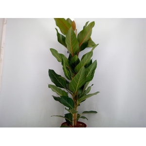 Ficus benghalensis 'Joy'