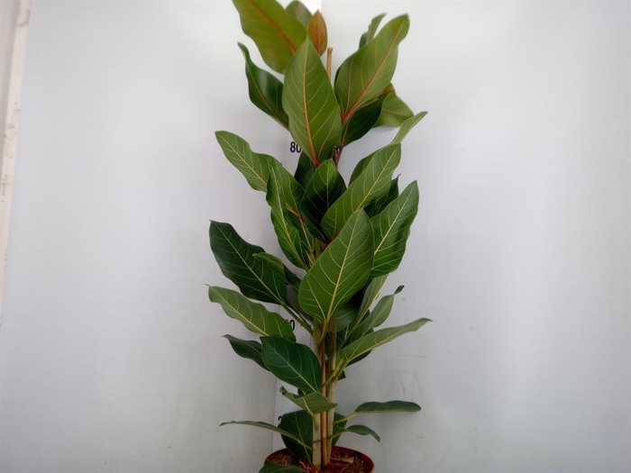 <h4>Ficus benghalensis 'Joy'</h4>