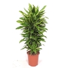 Dracaena Golden Coast