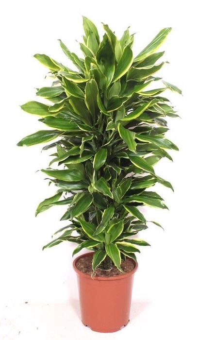Dracaena Golden Coast