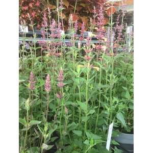 Agastache Mango Tango
