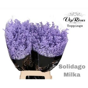 Solidago Milka