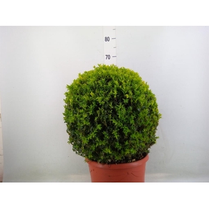 Buxus semp.   ...