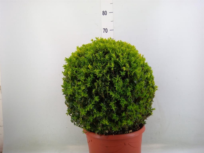 <h4>Buxus semp.   ...</h4>