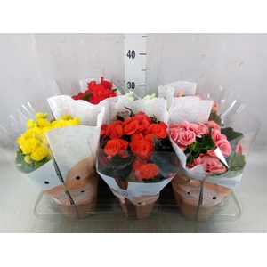 Begonia elat. DU   ...mix