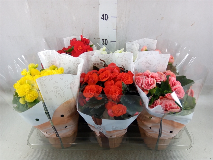 <h4>Begonia elat. DU   ...mix</h4>