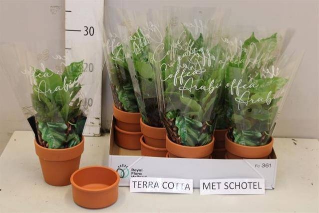 <h4>COFFEA ARABICA</h4>