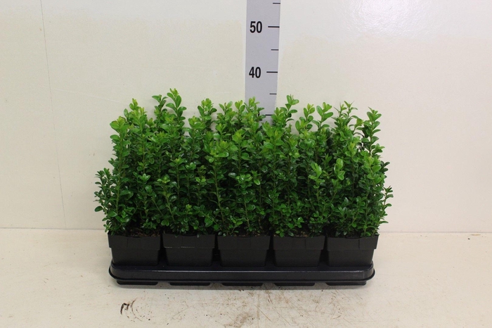<h4>Buxus sempervirens P13 (potgekweekt)</h4>