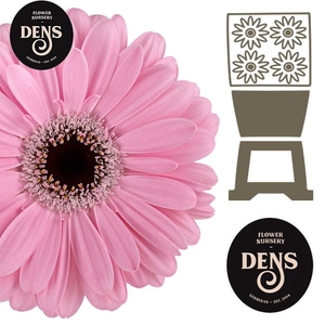 Gerbera Alison Diamond