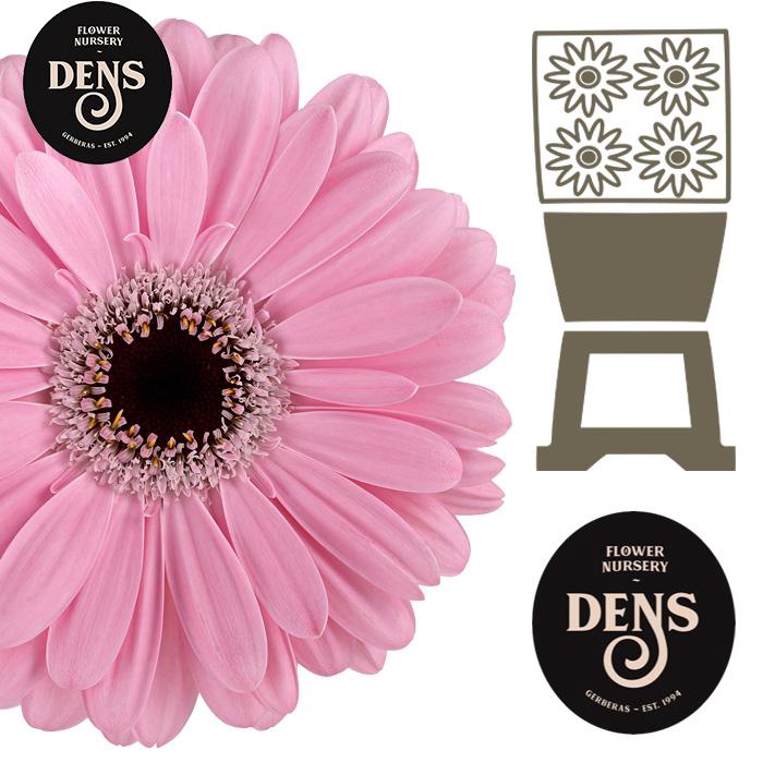 <h4>Gerbera Alison Diamond</h4>