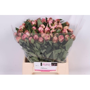 Paeonia Gardenia