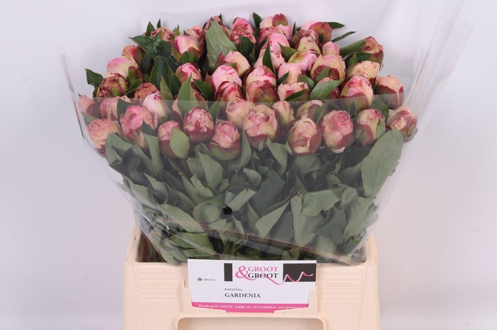 <h4>Paeonia Gardenia</h4>