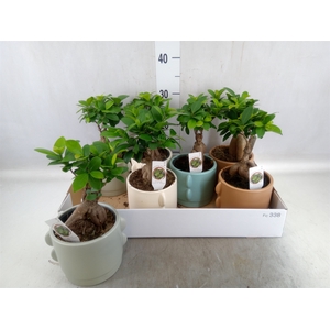 Ficus microcarpa 'Ginseng'