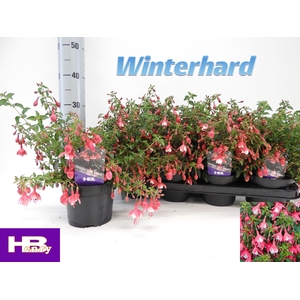 FUCHSIA LADY THUMB