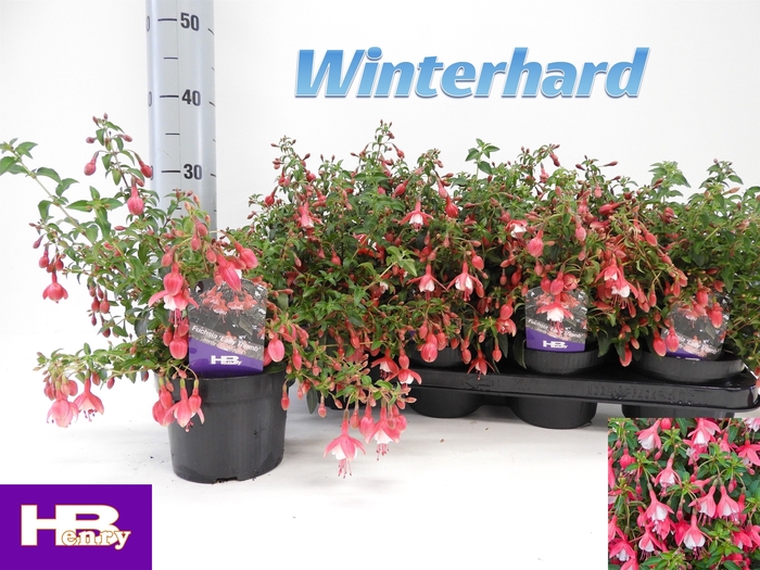 <h4>FUCHSIA LADY THUMB</h4>